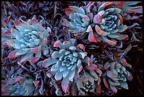 Live Forever (Dudleya) plants, San Miguel Island. Channel Islands National Park, California, USA.