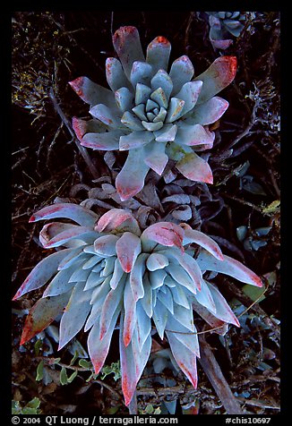 Live forever (Dudleya) plants, San Miguel Island. Channel Islands National Park, California, USA.