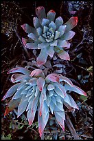 Live forever (Dudleya) plants, San Miguel Island. Channel Islands National Park, California, USA.