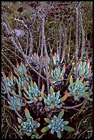 Sand Lettuce (Dudleya caespitosa) plants, San Miguel Island. Channel Islands National Park, California, USA.