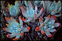 Sand Lettuce stonecrop plant, San Miguel Island. Channel Islands National Park, California, USA.