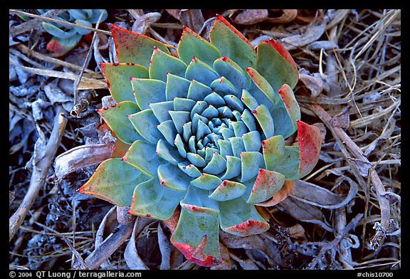 Dudleya succulent, San Miguel Island. Channel Islands National Park, California, USA.