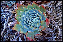 Dudleya succulent, San Miguel Island. Channel Islands National Park ( color)