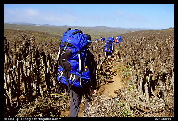 Backpackers amongst giant coreopsis stumps, San Miguel Island. Channel Islands National Park, California, USA.