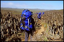 Backpackers amongst giant coreopsis stumps, San Miguel Island. Channel Islands National Park, California, USA.