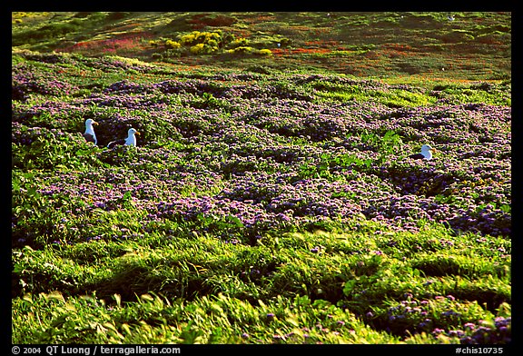 Seagulls and spring wildflowers, East Anacapa Island. Channel Islands National Park, California, USA.