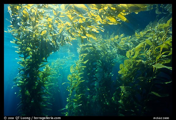 Kelp canopy beneath surface, Annacapa. Channel Islands National Park, California, USA.