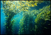 Kelp canopy beneath surface, Annacapa. Channel Islands National Park, California, USA. (color)