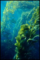 Underwater view of kelp canopy. Channel Islands National Park, California, USA. (color)