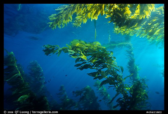 Kelp plants under ocean surface, Annacapa Marine reserve. Channel Islands National Park, California, USA.