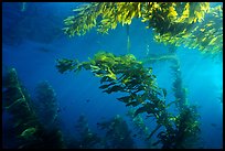 Kelp plants under ocean surface, Annacapa Marine reserve. Channel Islands National Park, California, USA. (color)