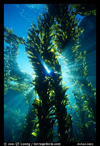 Kelp bed with sunrays,  Annacapa Marine reserve. Channel Islands National Park, California, USA.