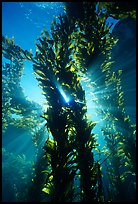 Kelp bed with sunrays,  Annacapa Marine reserve. Channel Islands National Park, California, USA.