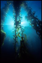 Giant Kelp and sunbeams underwater, Annacapa Marine reserve. Channel Islands National Park, California, USA.