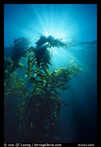Underwater view of kelp plants with sun rays, Annacapa. Channel Islands National Park, California, USA.