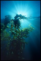Underwater view of kelp plants with sun rays, Annacapa. Channel Islands National Park, California, USA. (color)