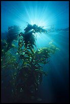 Underwater view of kelp plants with sun rays, Annacapa. Channel Islands National Park, California, USA.