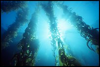 Underwater kelp bed, Annacapa Island State Marine reserve. Channel Islands National Park, California, USA. (color)