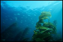 Kelp fronds and fish, Annacapa Island State Marine reserve. Channel Islands National Park, California, USA.