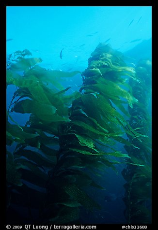 Macrocystis pyrifera (Giant Kelp), Annacapa  Marine reserve. Channel Islands National Park, California, USA.