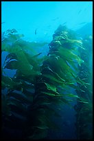 Macrocystis pyrifera (Giant Kelp), Annacapa  Marine reserve. Channel Islands National Park, California, USA.