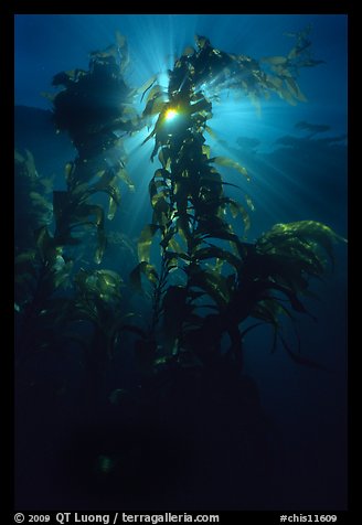 Underwater view of kelp fronds with sun beams. Channel Islands National Park, California, USA.