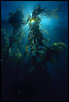 Underwater view of kelp fronds with sun beams. Channel Islands National Park, California, USA.