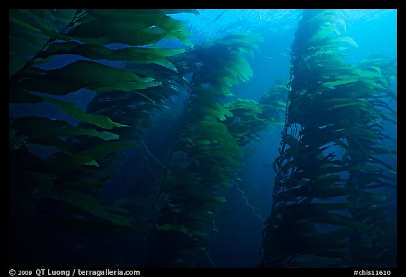 Kelp forest, Channel Islands National Marine Sanctuary. Channel Islands National Park, California, USA.