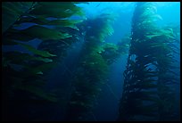 Kelp forest, Channel Islands National Marine Sanctuary. Channel Islands National Park ( color)