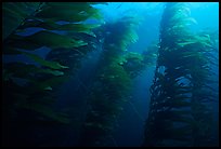 Kelp forest, Channel Islands National Marine Sanctuary. Channel Islands National Park, California, USA.