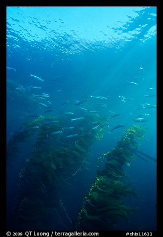Fish and kelp, Channel Islands National Marine Sanctuary. Channel Islands National Park (color)