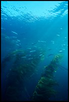 Fish and kelp, Channel Islands National Marine Sanctuary. Channel Islands National Park, California, USA.