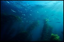 Jack mackerel school of fish in kelp forest. Channel Islands National Park ( color)