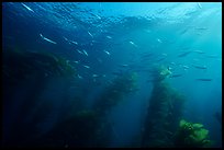 Jack mackerel school of fish in kelp forest. Channel Islands National Park, California, USA.