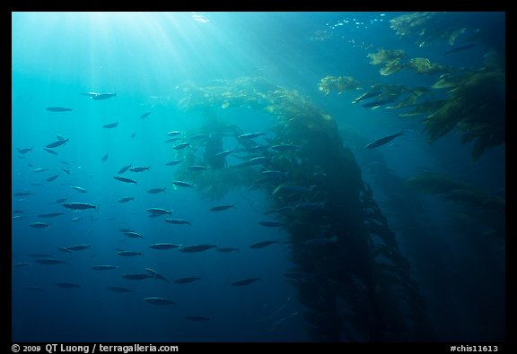 Giant kelp forest, fish, and sunrays underwater. Channel Islands National Park, California, USA.
