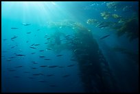 Giant kelp forest, fish, and sunrays underwater. Channel Islands National Park, California, USA.