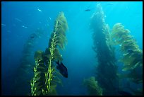 Kelp plants with pneumatocysts (air bladders). Channel Islands National Park, California, USA.