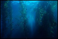 Giant Kelp underwater forest. Channel Islands National Park, California, USA.