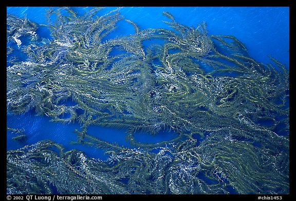 Top of underwater Kelp forest. Channel Islands National Park (color)