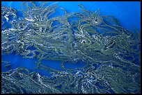 Top of underwater Kelp forest. Channel Islands National Park, California, USA. (color)