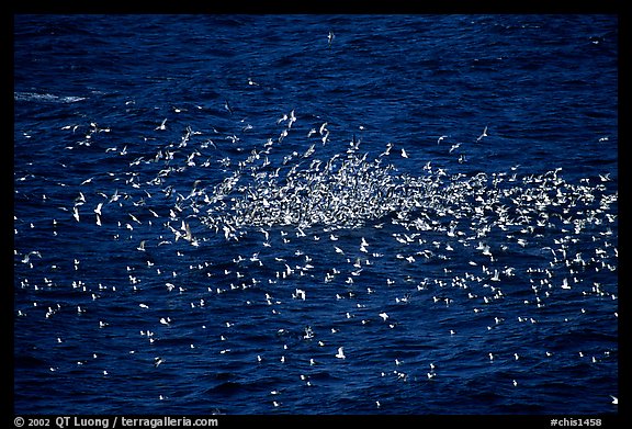 Flock of western seagulls. Channel Islands National Park (color)