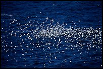 Flock of western seagulls. Channel Islands National Park, California, USA.