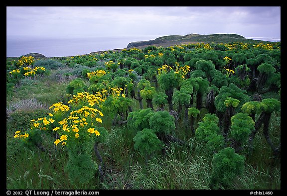 Giant Coreopsis and East Anacapa. Channel Islands National Park, California, USA.