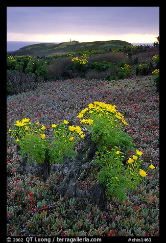 Giant Coreopsis and ice plant. Channel Islands National Park, California, USA.