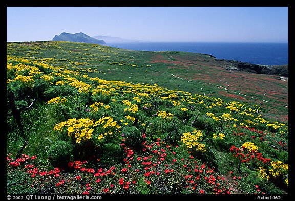 Giant Coreopsis, wildflowers, and Anacapa islands. Channel Islands National Park, California, USA.