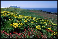 Giant Coreopsis, wildflowers, and Anacapa islands. Channel Islands National Park, California, USA. (color)
