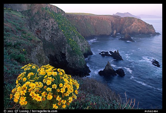 Coreopsis and Cathedral Cove, Anacapa. Channel Islands National Park, California, USA.