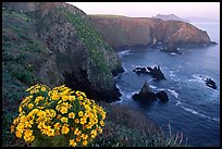 Pictures of Coreopsis Plant