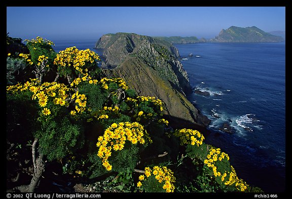 Coreopsis and island chain from Inspiration Point, morning, Anacapa. Channel Islands National Park, California, USA.