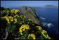 Coreopsis and island chain from Inspiration Point, morning, Anacapa. Channel Islands National Park, California, USA.